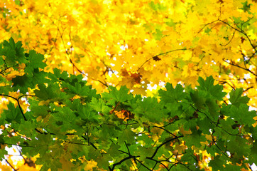 Background of yellow and green maple leaves on a tree