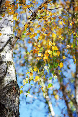 yellow birch tree foliage in autumnal morning