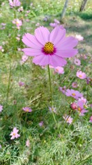 Starburst flowers blooming volume 88556555