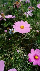 Fototapeta premium Starburst flowers blooming volume 85258