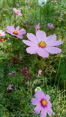 starburst flowers blooming volume 66⅝555