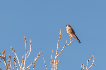 American Kestrel