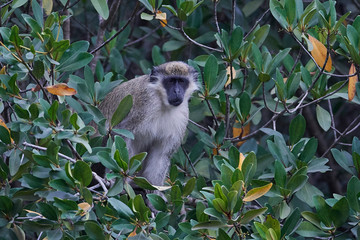 Vervet monkey (chlorocebus pygerythrus