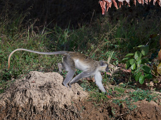 Vervet monkey (Chlorocebus pygerythrus)