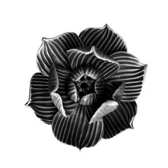 beautiful ceramic flower black color for home spa shop decoration, isolated 3d pottery blooming lotus shape, luxury earthenware bloomed black flower on white background, artificial cray flower