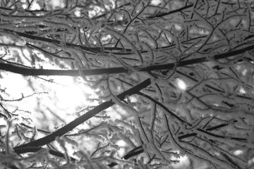 frosted branches of tree
