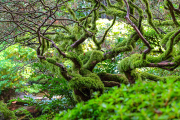 Japanese Maple tree with branches and trunk covered with green moss.