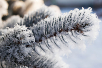 branch of a pine tree