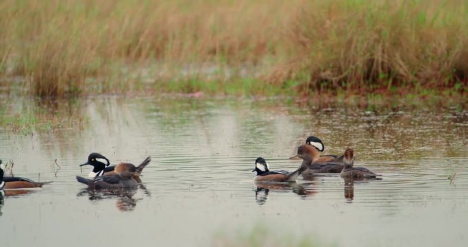 Hooded Merganser ducks swimming in a marshy wetlands - in slow motion 