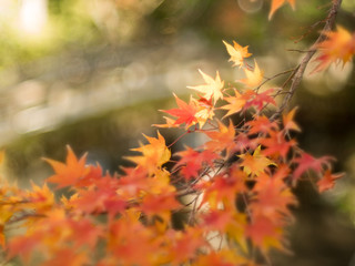 Naklejka na ściany i meble Bright autumn leaves background in shallow depth of field.