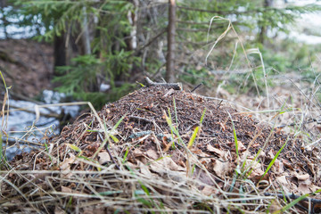 Ant hill in a pine forest in early spring