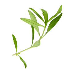 Fototapeta na wymiar Fresh tarragon herbs, Tarragon herbs close up isolated on white background
