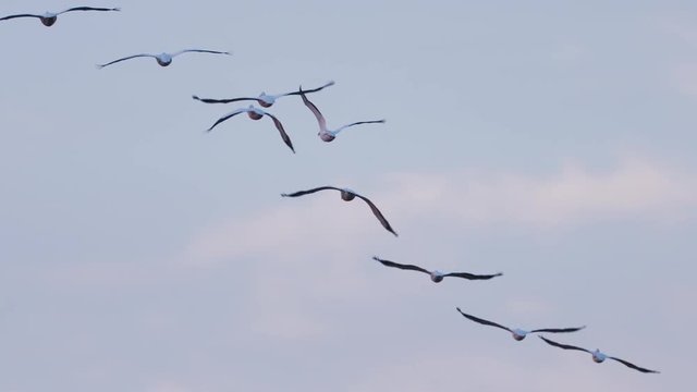 Flock of birds flying in formation at sunset with nice clouds and sky in slow motion