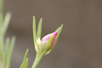 Obraz premium Macro Phototgraphy