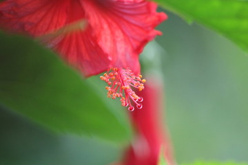 red hibiscus flower
