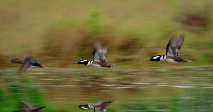 Spectacular shot of Hooded Merganser ducks flying low over the water in slow motion 