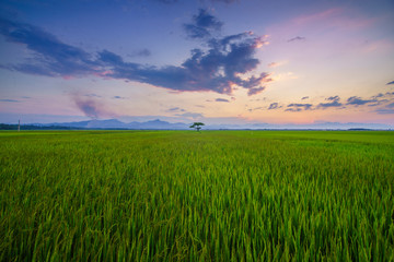 Rice Field, Luong Ninh Commune, Quang Binh Province, Viet Nam