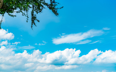 Beautiful blue sky and white cumulus clouds abstract background. Cloudscape background. Blue sky and white clouds on sunny day. Nature weather. Bright day sky for happy day background. Branch of tree