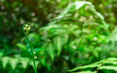 Young fern fiddlehead on bokeh and blurred background of green leaves in wild. Fern curl  and spiral leaf. Plant growing in forest. Woodland nature background. New life growth in spring concept.