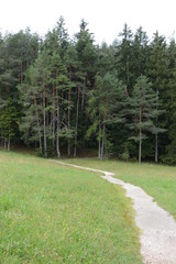 Il sentiero nella foresta