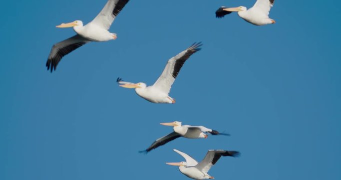 Flock of white pelicans flying. Blue sky in 4K slow-motion at  120 fps.