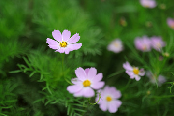 コスモス
