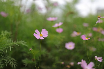 コスモス