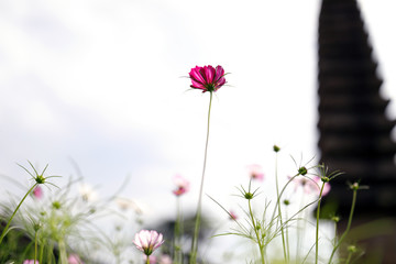 コスモス