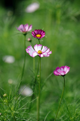 コスモス