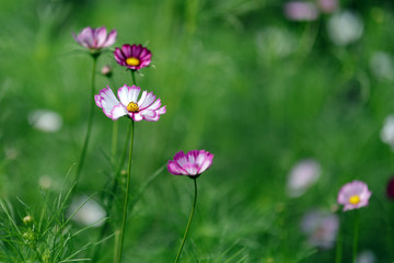 コスモス