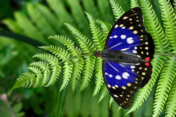 Butterfly from the Taiwan (Sasakia charonda) Large purple butterfly in water