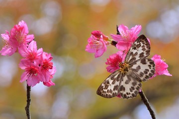 Butterfly from the Taiwan (Abraximorpha davidii) White skipper butterfly