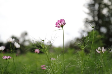 コスモス