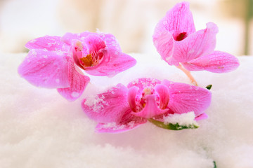 Fototapeta na wymiar orchids in the snow