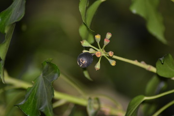 Flores ,rosas y floreros en el campo