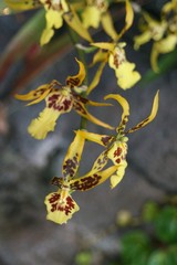 Spotted Yellow Orchid