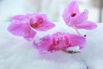 Obraz na płótnie Canvas orchids in the snow