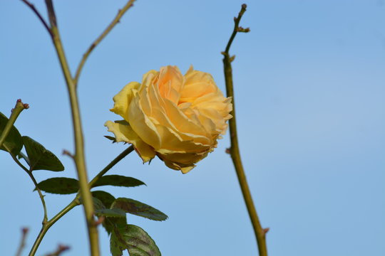 Flores ,rosas y floreros en el campo