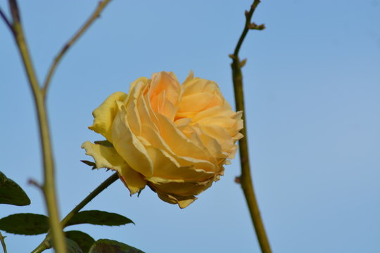 Flores ,rosas y floreros en el campo