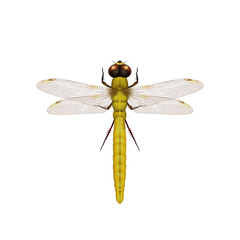 illustration of dragonfly