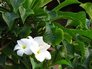 Fototapeta na wymiar Fabulous fragrant pure white scented blooms with yellow centers of exotic tropical frangipanni species plumeria on tree