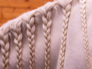 Closeup view at white-beige horse  mane weaved into pigtails.