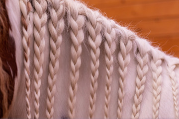 Closeup view at white-beige horse  mane weaved into pigtails.