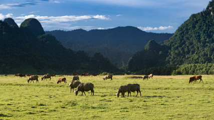 Fototapeta na wymiar Buffalo farm in the valley, Minh hoa District, Quang Binh Province, Viet Nam