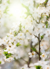Cherry blossoms Abstract blurred background Springtime