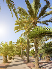 Fototapeta na wymiar tropical palm tree with sun light on sunset sky