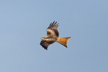 flying red kite bird (milvus milvus), blue sky, spread wings