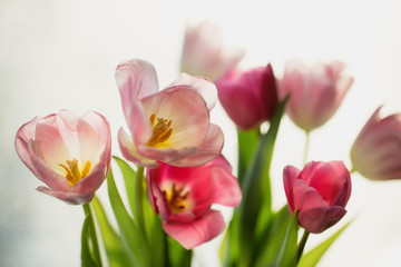 Bouquet of spring pink tulip flowers. Selective focus, shallow DOF, toning, close-up. Flower nature background.