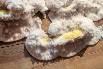 White yellow fluffy mold fungus on wooden board in cellar, attic, basement in residential building