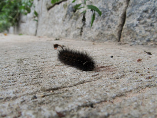 Black shaggy tropical caterpillar crawling on a stone path in the jungle alarming tourists